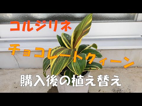 園芸 南コルジリネ