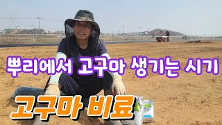뿌리에서 고구마 생기는 시기는?  고구마 비료 꼭해야 하는 이유?