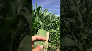 Diagnosing Goss's Wilt in corn