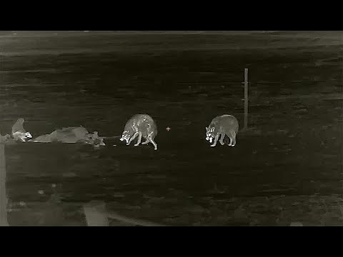 We Made a KILLBOX!  The Place Where Coyotes Go To DIE!  Predator Hunting: SUPPRESSED "KILLBOX"