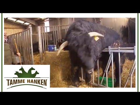 1.5t breeding bull goes berserk! Can Tamme calm him down? | Tamme Hanken | Kabel Eins