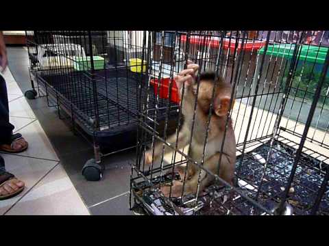 Caged baby monkey