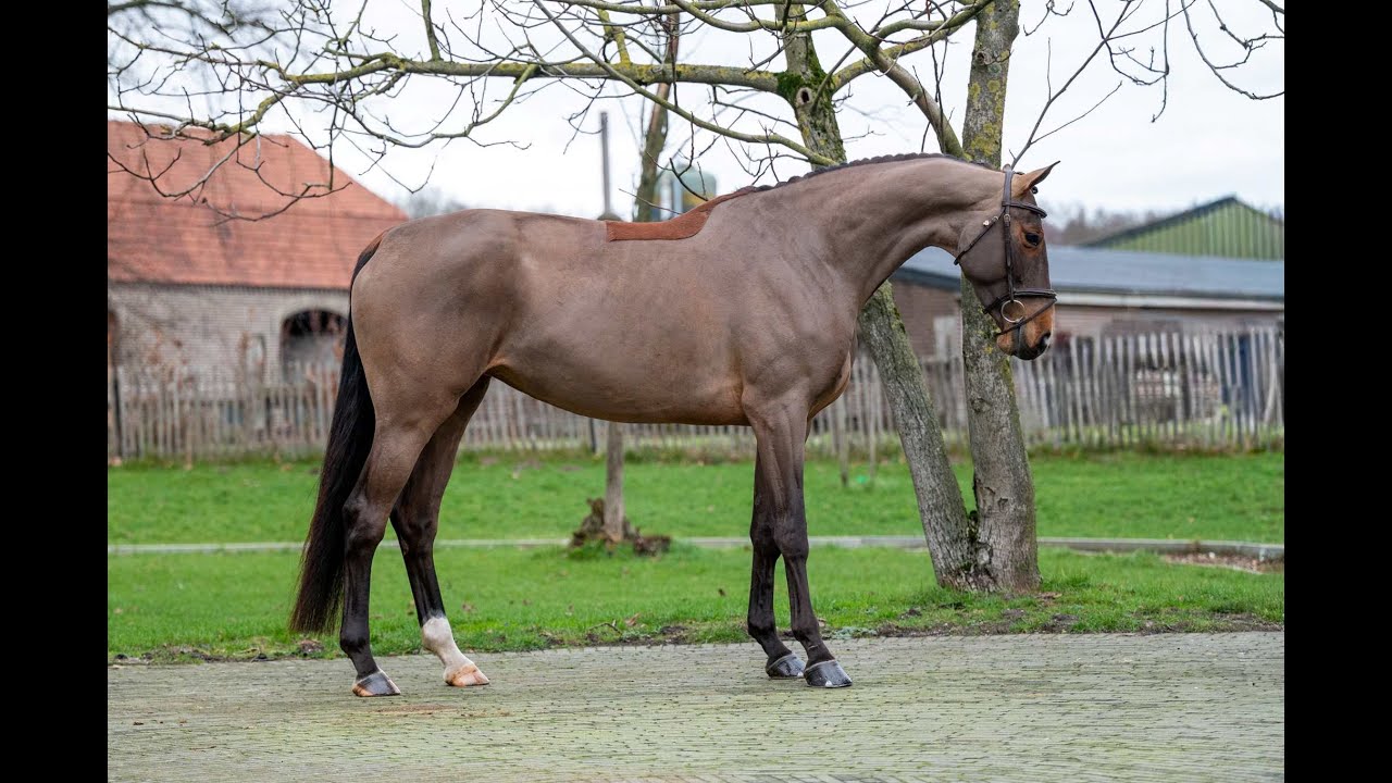 C'est la Vie (DEL'ARKO D'HENVET x CANCARA) video 1