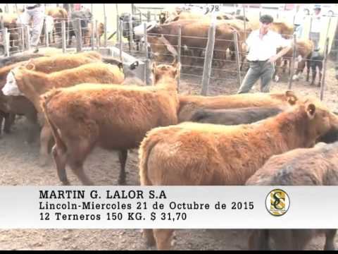 21-10-15 Ventas de Invernada - Martin G. Lalor S.A. - Lincoln.
