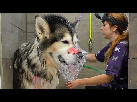 His Owner Warned Me: DON'T Take Off the Muzzle | Alaskan Malamute Groom