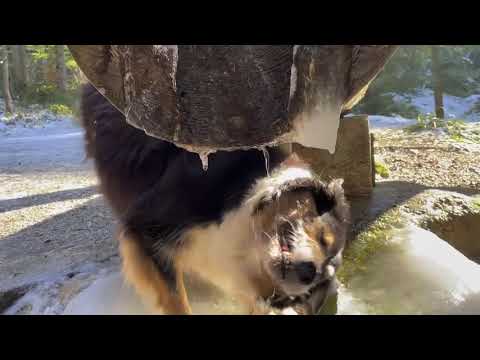 Jerusalema-Dogs Challenge