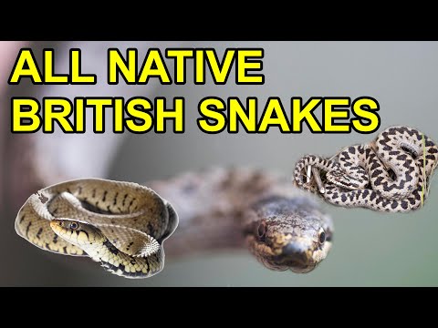 All British Snakes