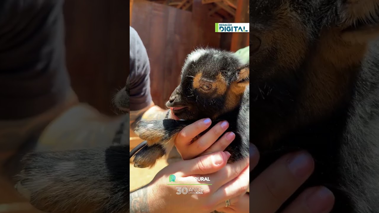Veterinário mostra filhote de bode recém-nascido e cena encanta