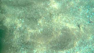 סרטן מתחת למים - חוף פלמחים (Merkaba- Organical Mechanical INgrooves)
