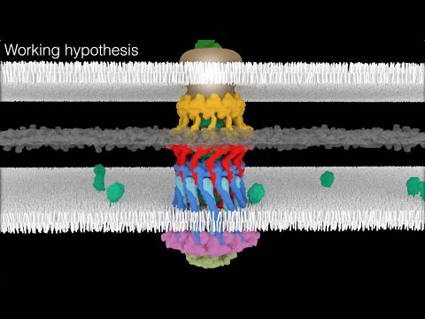 Architecture of the type IVa pilus machine