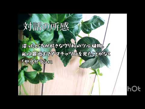 ドラキュラ シミア蘭: この崇高な植物について知っておくべきことすべて!  庭園