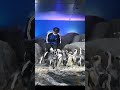 Penguins Feeding Underwater World Langkawi Penguins