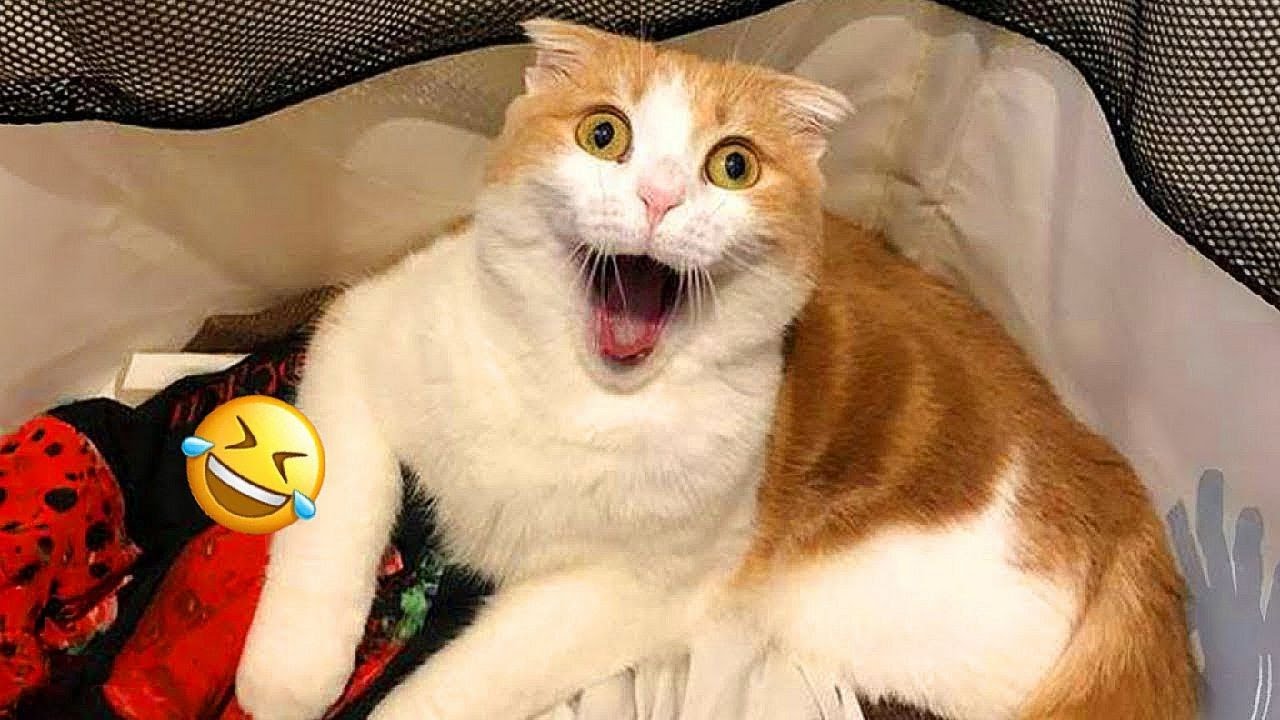 Funniest Cats And Dogs Videos 😂 - Best Funny Animal Videos 2024 😅 #part 31