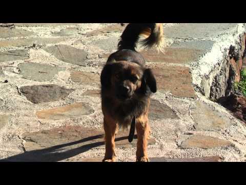 download lagu mp3 mp4 Bellender Hund, download lagu Bellender Hund gratis, unduh video klip Bellender Hund