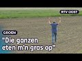 Hebben Gert-Karels koeien straks nog wel te eten? | RTV Oost