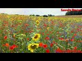 Tere Naina Bade Katil Mar Hi Dalege Lovely WhatsApp Status Video