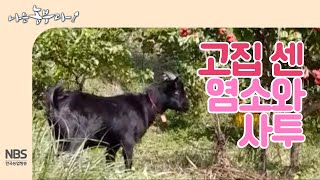 [나는농부다221회] 고집 센 염소와의 사투