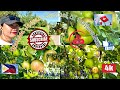 Hacienda De Marissa 🤭 Apple Farm!