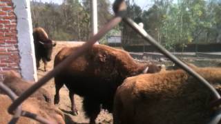 preview picture of video 'Bisontes Sierra de Guadalupe'