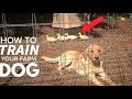 How Do You Train A Puppy To NOT KILL CHICKENS
