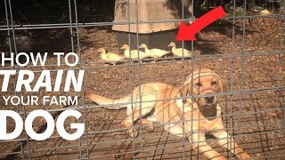 How Do You Train a Puppy to NOT KILL CHICKENS?