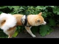 Akita Inu.Trying to make friends