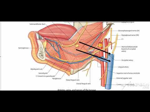 External Carotid Relations 4