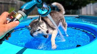 My Husky Gets a NEW Swimming Pool Toy 💦 Husky Swimming Pool Party