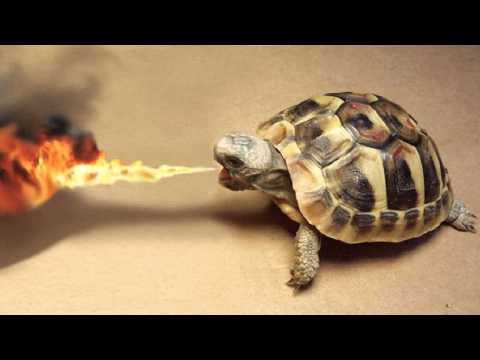 [Dubstep] Dubloadz & Midnight Tyrannosaurus - Hoggin' (Free Download)