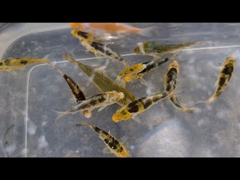Fry UPDATE -  Koi Breeding 2020/21 - 28/2 EP13