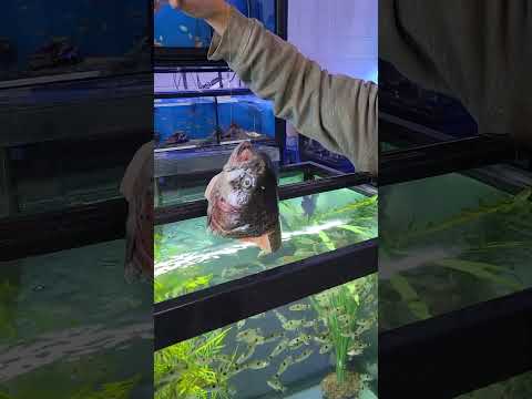 400 Piranha vs Cabeça de Peixe Gigante!