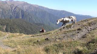 Лошади на чеченской тропе. Панкисское ущелье, Грузия