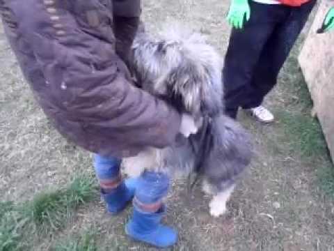 Cosmina 4.11. 2016  (Cosoba)