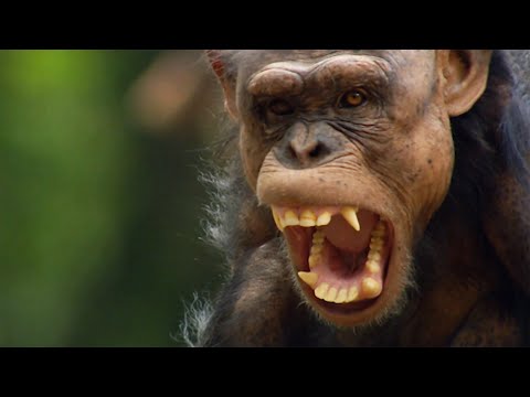 The Strange Politics Of The Animal Kingdom