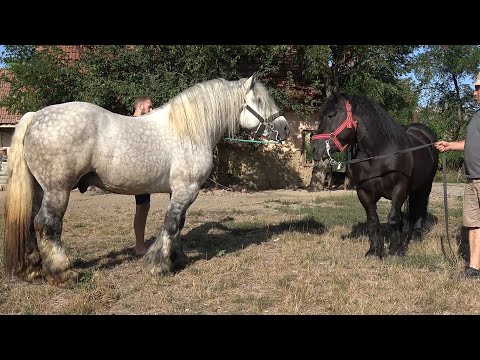 Armasarii lui Catalin de la Craidorolt, Satu Mare - 2024 Nou!!!