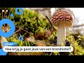 Alles over brandnetels en regenwormen in dik boek over Nederlandse natuur