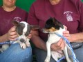 Tina Fey A4429113 RESCUED Peggy Sue A4429111 RESCUED