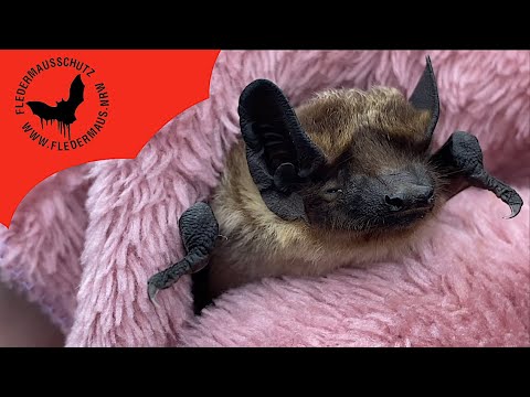 Fledermaus NRW - Rettung einer Zweifarbfledermaus
