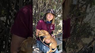 Video preview image #1 Chihuahua-Unknown Mix Puppy For Sale in Pasadena, CA, USA
