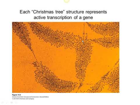 Genetics Chapter 10 Part 1 Captivate