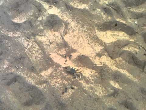 Fort Story Running Crab