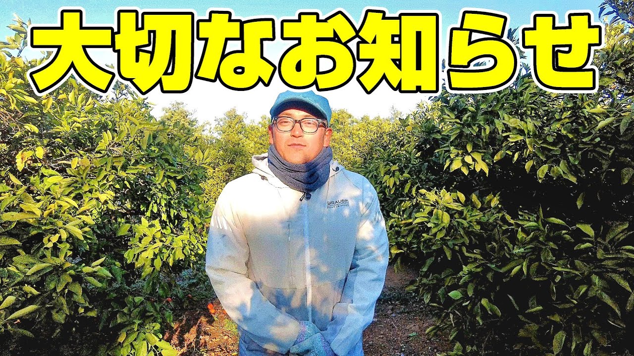 みかん農家になりました！近況報告と重大発表。