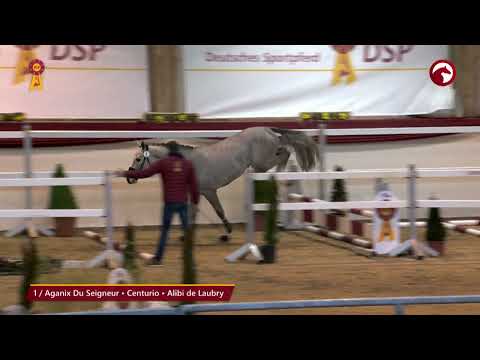 KN 1 von Aganix Du Seigneur/Centurio