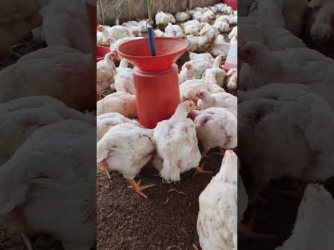 Chicken Day 39 #status #chicken #hashtag #010