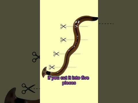 What happens when you cut a hammerhead worm? #shorts