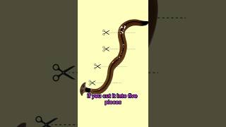 What happens when you cut a hammerhead worm? #shorts