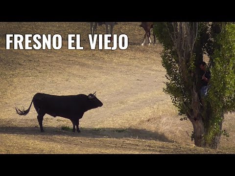 Toros Bravos Encierro Campero Fresno el Viejo 2019