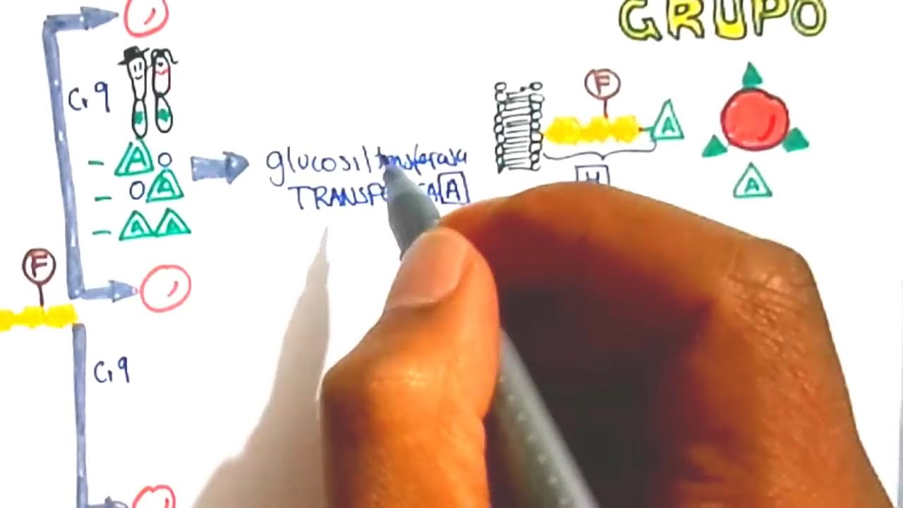 GRUPOS SANGUINEOS, Transufsiones sanguineas, Eritroblastosis Fetal, REACCIONES POSTRANSFUSIONALES