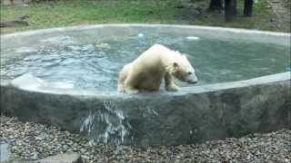 preview picture of video 'Beauty Swimmimg Pools of Buffalo Polar Bears Pool at Buffalo Zoo'