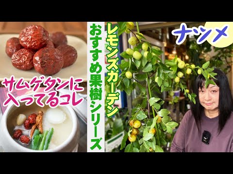 園芸 ナツメの木、成長のヒント